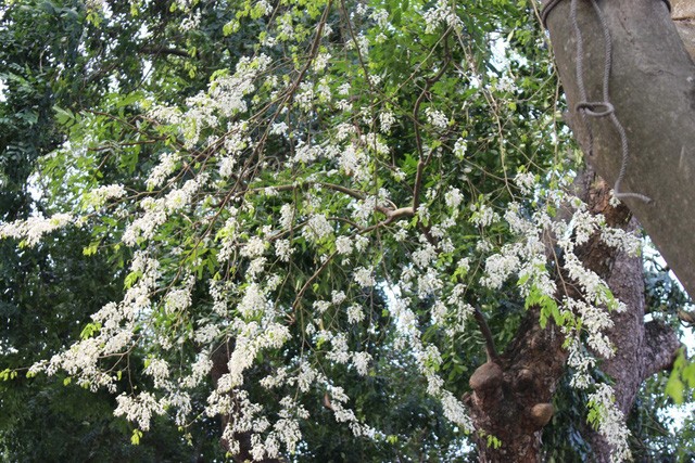 Ngỡ ngàng sắc trắng hoa sưa về trên phố phường Hà Nội