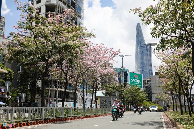 Hoa kèn hồng nở rực cả đoạn đường ngay trung tâm Sài Gòn