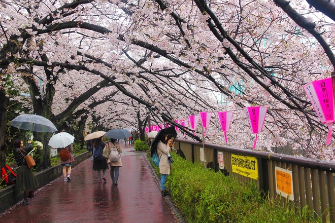Hoa anh đào Nhật Bản vào thời kỳ bung nở đẹp nhất năm