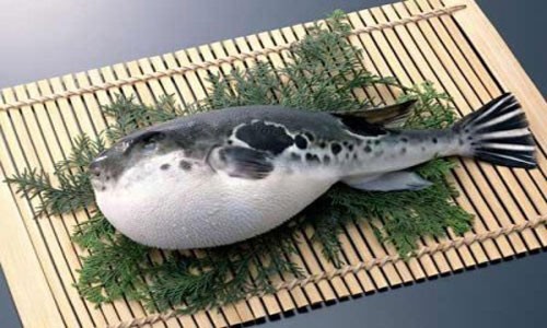 Nghệ thuật chế biến cá nóc độc ở Nhật