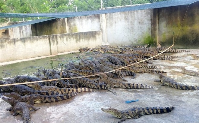 Cá sấu ở Sài Gòn bị bỏ đói vì rớt giá