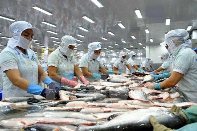 Với mức thuế chống bán phá giá tăng gấp 3 lần, doanh nghiệp xuất khẩu cá tra sẽ gặp nhiều khó khăn khi xuất khẩu vào thị trường Mỹ.