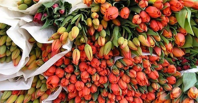 Hà Lan là một trong những thị trường nhập khẩu hoa lớn nhất của Việt Nam.