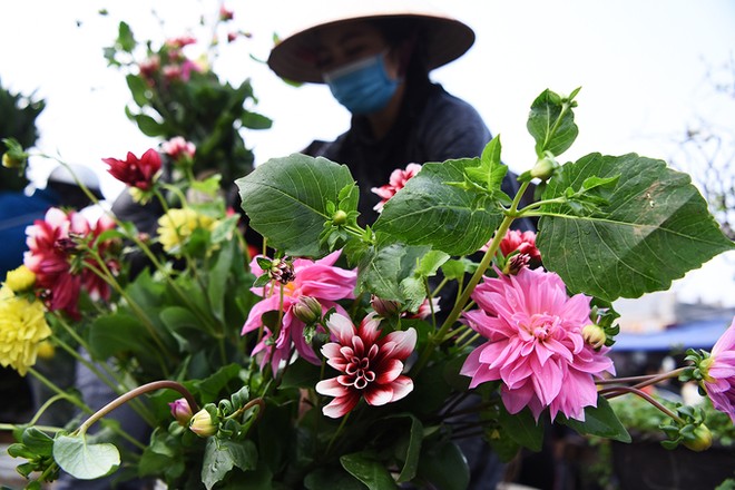 Chợ hoa lớn nhất Hà thành tấp nập ngày đêm
