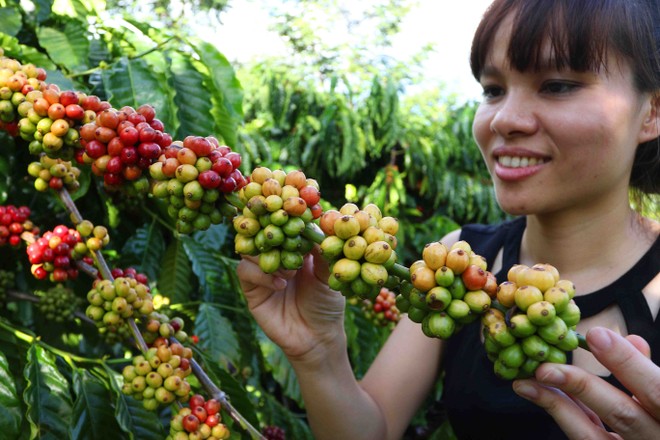 Nescafé Plan gắn kết với nông dân vì chất lượng cà phê Việt