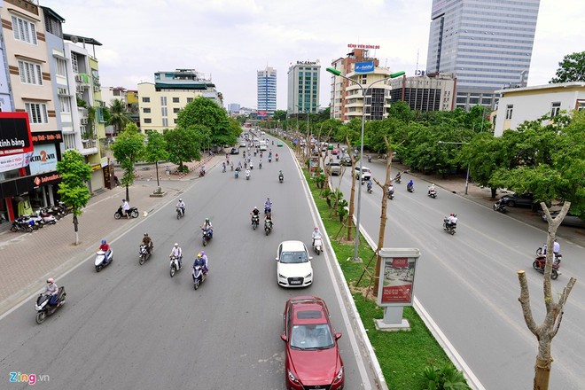 Thời gian gần đây, hàng loạt tuyến đường ở Hà Nội được Công ty TNHH MTV Công viên Cây xanh Hà Nội trồng rất nhiều phượng ở dải phân cách. Cây có đường kính khá lớn khoảng 30 cm, cao chừng 4-5 m.  