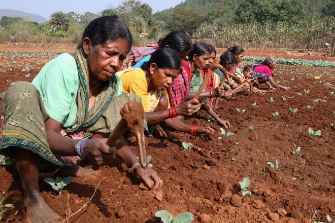 Địa chủ Ấn Độ hưởng lợi từ chính sách cho nông dân nghèo