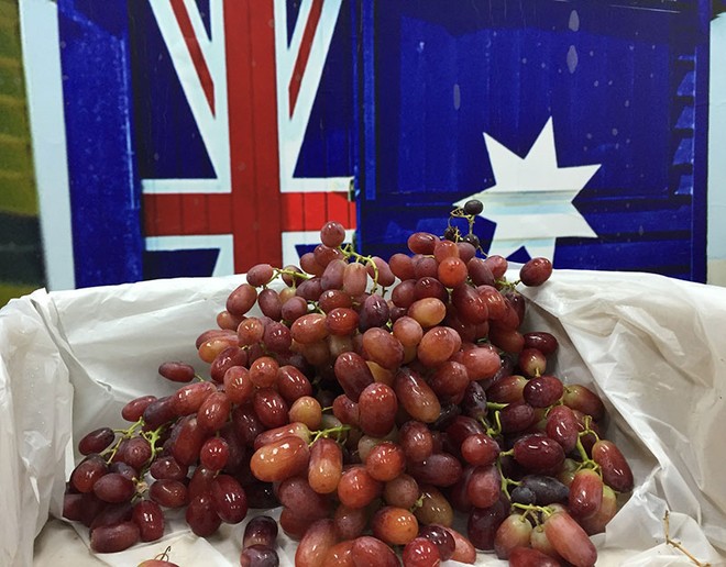 Metro và Klever Fruits tham gia chương trình nho tươi Australia – Now! In Season