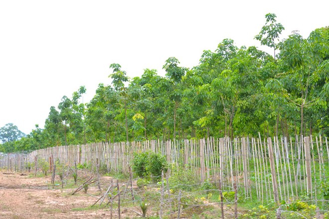 Hoàng Anh Gia Lai có rất nhiều tài sản là rừng trồng cao su ở các khu vực trọng yếu (ảnh: báo Gia Lai)