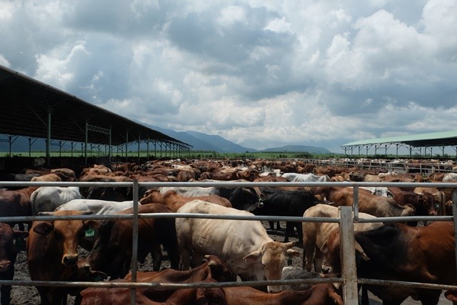 Một trang trại bò của HAGL