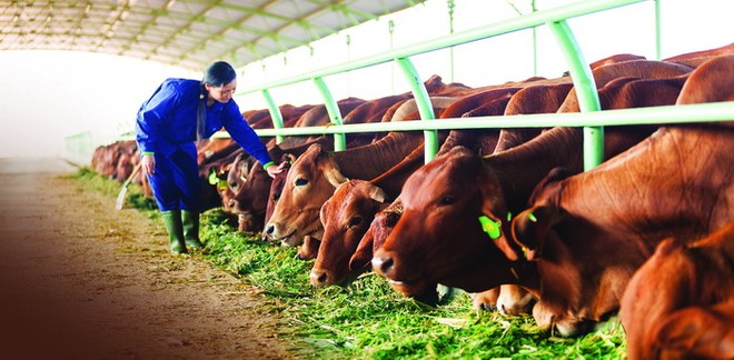 Quý I, doanh thu HNG giảm hơn 810 tỷ đồng chủ yếu do tiêu thụ bò giảm