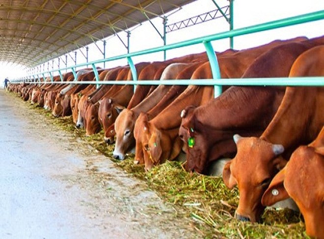 HNG: 6 tháng, doanh thu bán bò giảm hơn 76%, lợi nhuận đột biến