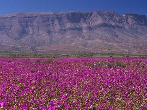 Mưa biến hoang mạc ở Chi-lê thành thiên đường hoa
