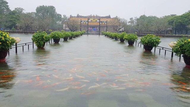 Hàng trăm con cá cảnh ở Hoàng Cung Huế... lên cầu bơi lội!
