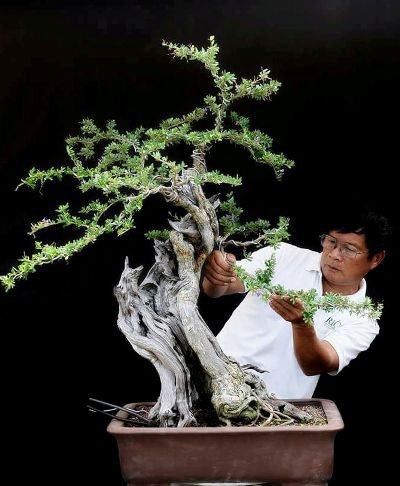 Cận cảnh: Lão nông Sài Gòn phù phép gốc “củi” thành cây cảnh nửa tỷ