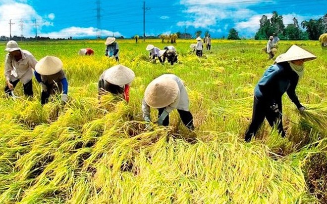 Ông Nguyễn Đình Cung, Viện trưởng CIEM cho biết, nếu 19% diện tích canh tác lúa được chuyển sang các cây trồng khác, nền kinh tế Việt Nam có thể thu được lợi ích là 6 tỷ USD trong 20 năm.