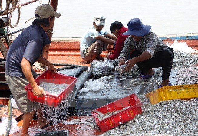 Ngư dân Nghệ An tập kết hải sản vừa đánh bắt
