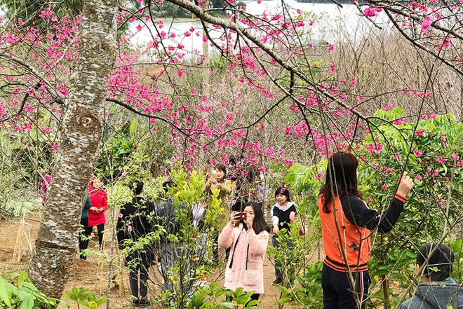 Hoa anh đào Nhật Bản nở rộ giữa lòng hồ ở Điện Biên