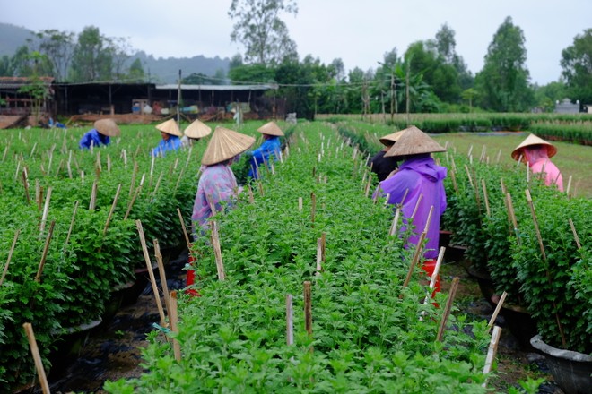 Nhờ được chuyển giao giống và kỹ thuật trồng, những vườn hoa Tết tại Đà Nẵng phát triển tốt, không sâu bệnh. Ảnh: VGP/Lưu Hương