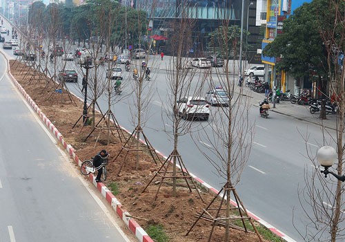 Cây phong được trồng ở dải phân cách giữa phố Nguyễn Chí Thanh, Trần Duy Hưng. Ảnh: Ngọc Thành.