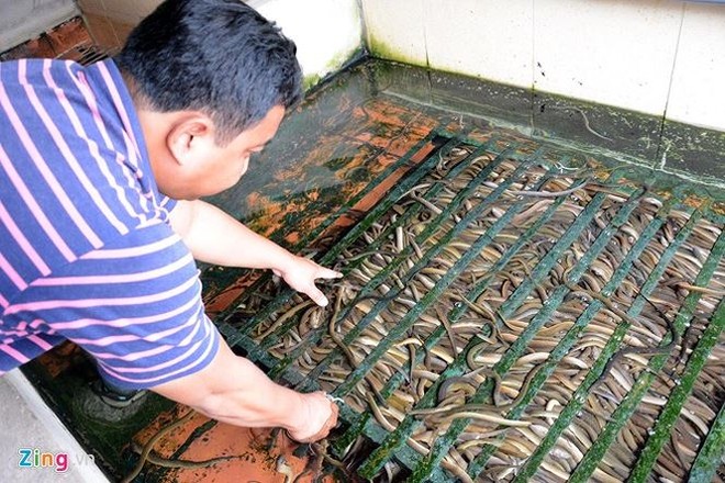 Cột chùm dây nylon nuôi lươn, lãi 150 triệu đồng mỗi năm