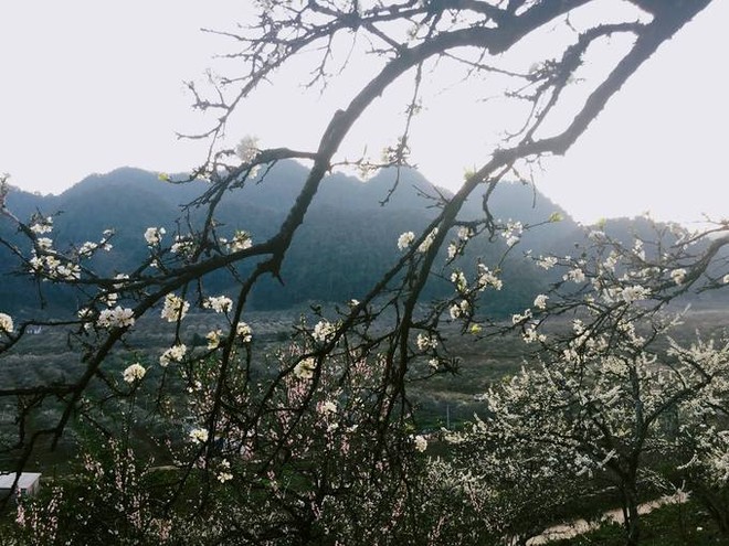 Thung lũng hoa Mộc Châu bung nở trong nắng xuân