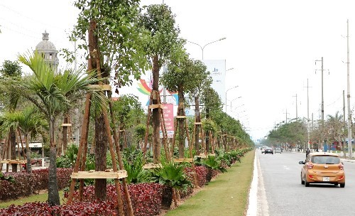 Dải thảm cỏ, cây xanh phân cách giữa đường Phạm Văn Đồng được đầu tư hơn 8 tỷ đồng trồng 1.045 cây long não. Ảnh: Giang Chinh