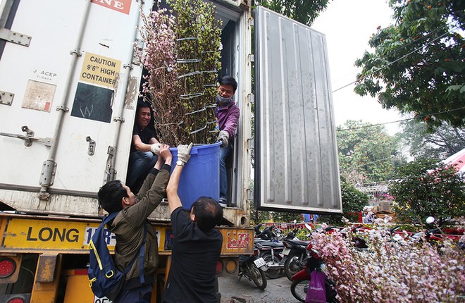Hoa anh đào được bảo vệ trong xe container chờ khai mạc lễ hội