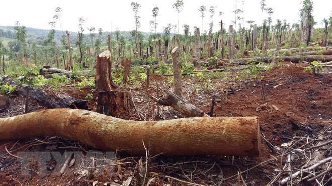 Tình trạng phá rừng, lấn chiếm và mua bán đất rừng tại xã Quảng Sơn, huyện Đắk Glong diễn ra công khai, gây bức xúc trong dư luận. (Ảnh: Ngọc Minh/TTXVN).
