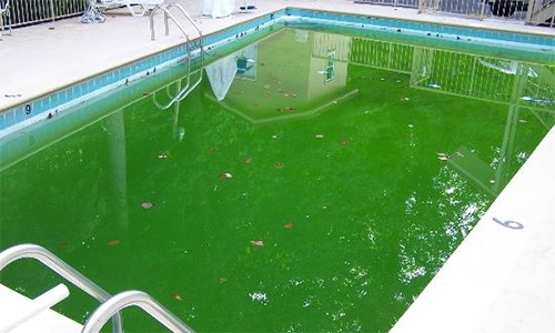 Nếu không có hệ thống lọc nước tốt, vệ sinh định kỳ, bể sẽ bị tảo, rêu mốc. Ảnh minh họa: SPT. 