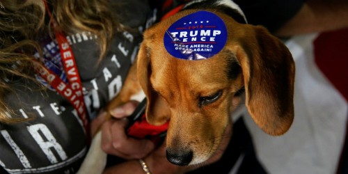 Một con chó được dán tem ủng hộ ông Donald Trump trong chiến dịch tranh cử tổng thống. Ảnh: Reuters.