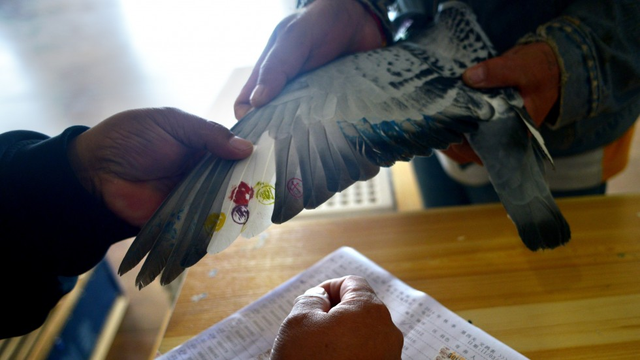 Đua chim bồ câu đang rất được người lớn tuổi Trung Quốc yêu thích, đặc biệt là tại Thượng Hải. (Nguồn: AFP).