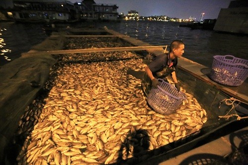Hàng tấn cá chết được thu thu gom trong đêm. Ảnh: Gia Chính