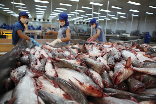 Việt Nam có thể tăng thị phần xuất khẩu cá tra vào Mỹ, nhờ hưởng lợi từ căng thẳng Mỹ - Trung.