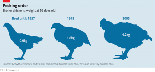 Trọng lượng trung bình một con gà thịt 56 ngày tuổi vào các năm.