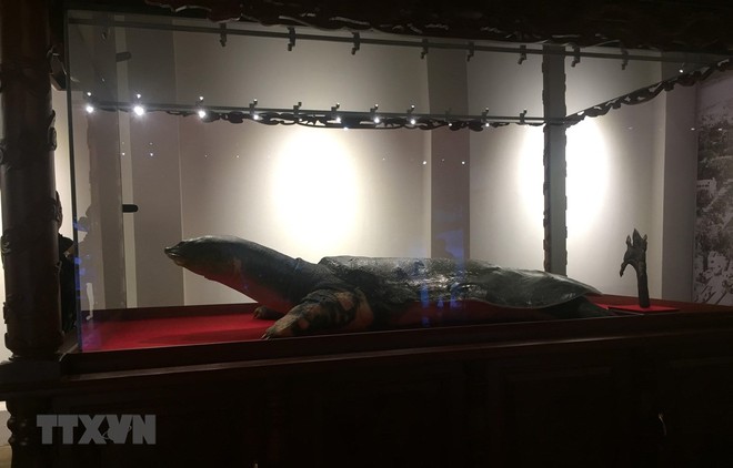 Mẫu vật Rùa Hồ Gươm được trưng bày tại đền Ngọc Sơn. (Ảnh: Đinh Thuận/TTXVN).