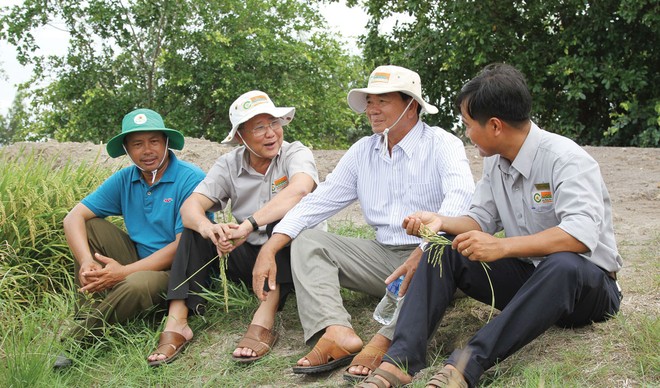 Ông Huỳnh Văn Thòn (thứ hai từ trái sang) thăm ruộng với nông dân vùng nguyên liệu SRP.