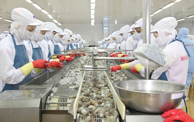 CTCP Thủy sản Minh Phú đang phải đối phó với khủng hoảng truyền thông liên quan đến xuất xứ nguyên liệu tôm.