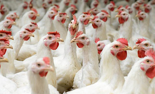 Giá gà hơi lông trắng chỉ ở mức 11.000 -13.000 đồng một kg. Ảnh: Dreamfeed.
