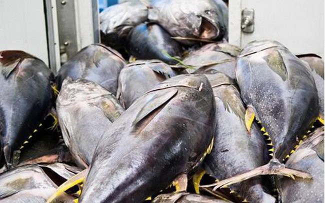 Xuất khẩu cá ngừ sang EU, Trung Quốc giảm