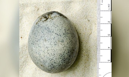 Quả trứng gà hoàn chỉnh duy nhất từ thời La Mã ở Anh. Ảnh: BBC.