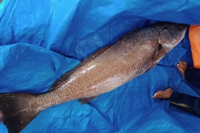 Ngư dân Quảng Nam câu được cá nặng 10kg, nghi là sủ vàng quý hiếm