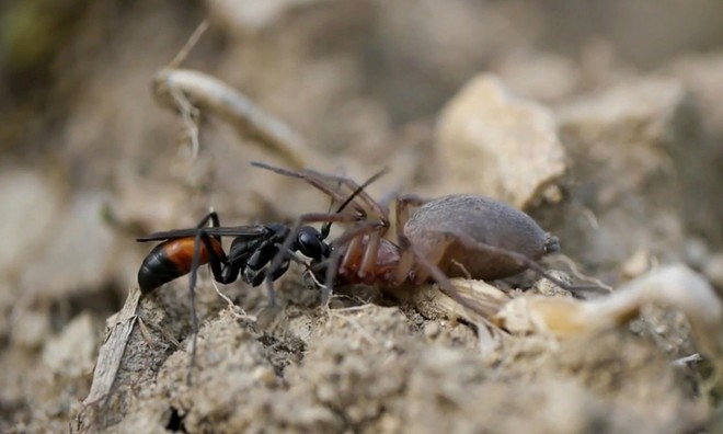 Đàn kiến trộm nhện sói khỏi tay ong bắp cày