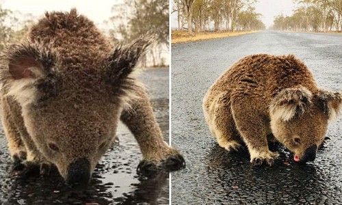 Koala mải mê liếm nước mưa trên mặt đường