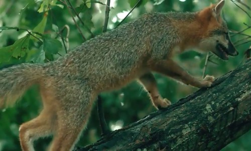 Loài cáo duy nhất có thể trèo cây thẳng đứng