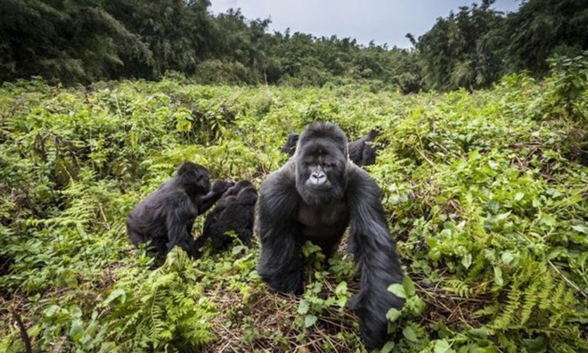 Chỉ còn khoảng 1.000 con khỉ đột núi còn tồn tại trên thế giới. Ảnh: BBC.
