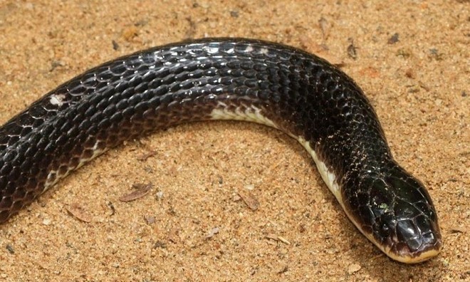 Rắn cạp nia là một trong tứ đại rắn độc ở Ấn Độ. Ảnh: Wikipedia.