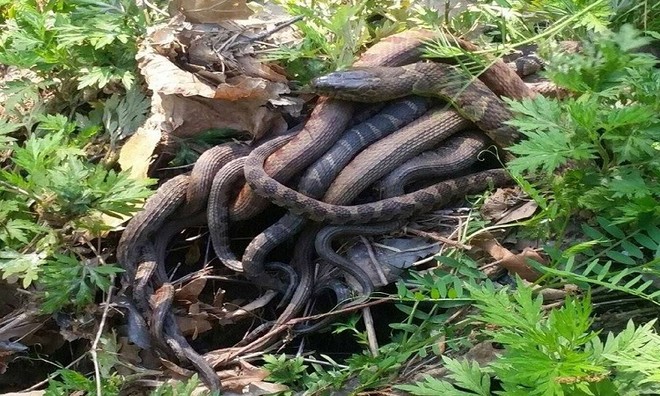 Những con rắn nước tập trung trong công viên Lakeland để giao phối. Ảnh: WSVN.