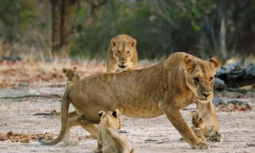 Sư tử mẹ 'dằn mặt' đồng loại tới gần đàn con