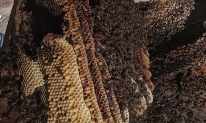 Tổ ong mật 150.000 con dưới sàn nhà